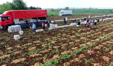 Adana’da Erkenci Patates Hasadı Başladı: Verim Yüksek, Fiyatlar Düşecek